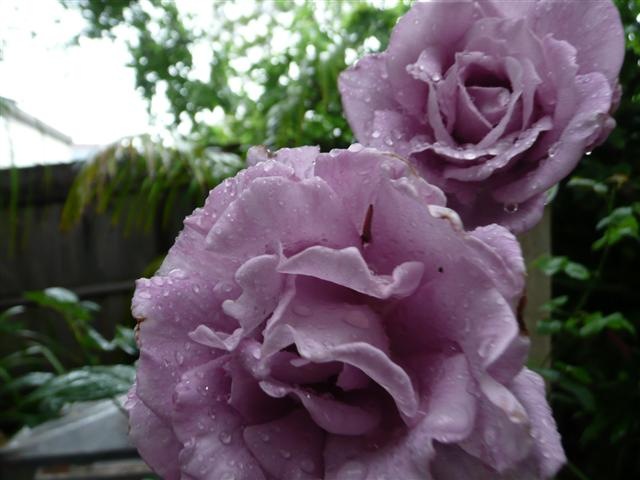 [roses_in-rain (Small)[4].jpg]